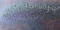 Photo no.1 Ombre brûlée (Pbr7)